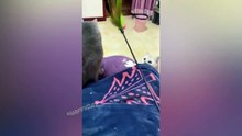 Я РЖАЛ ЦЕЛЫЙ ЧАСКОШКИ 2021 ЛУЧШИЕ ПРИКОЛЫ _ СМЕШНЫЕ ЖИВОТНЫЕ ЗА ВЕСЬ НОЯБРЬ 2021 ТЕСТ НА ПСИХИКУ