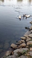 Ducks  Swimming Video By Kingdom of Awais
