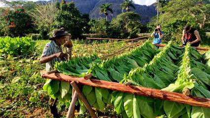 الحرب في أوكرانيا تؤخر انتعاش القطاع السياحي في كوبا