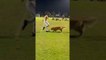 Golden Retriever Pup Plays Soccer With Human Brother