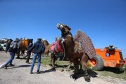 Son dakika... Bodrum'da geleneksel deve güreşi festivali düzenlendi