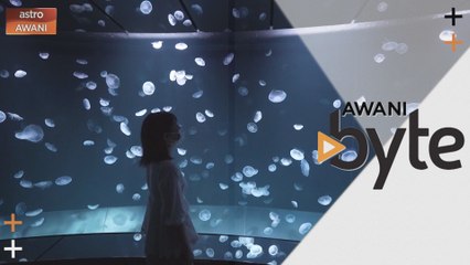 #AWANIByte: Menakjubkan! Akuarium gergasi ini paparkan spesis obor-obor berwarna-warni