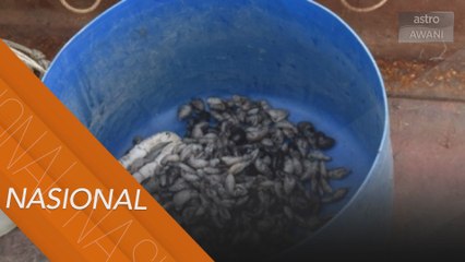 APMM rampas 100kg gamat