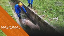Anak lembu terperangkap dalam longkang