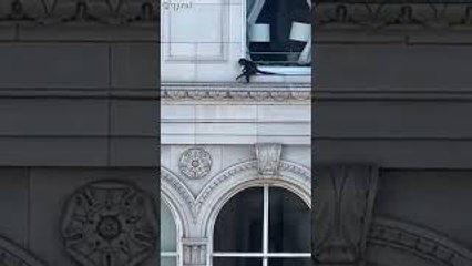 Monkey Spotted Climbing Around LA Building