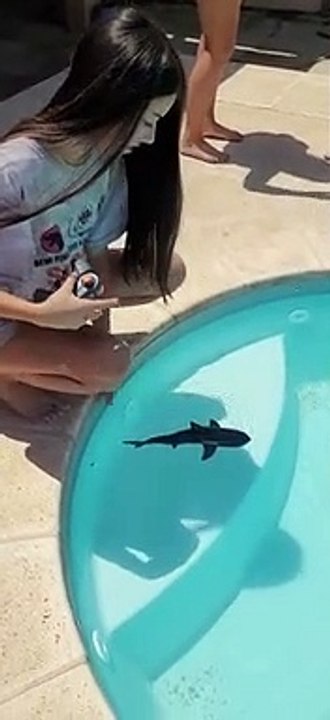 Dogs React to RC Shark
