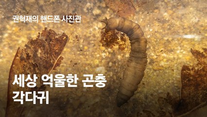 "왕모기라며 보는 족족 다 죽이죠" 세상 억울한 곤충 '각다귀'[권혁재 핸드폰사진관]