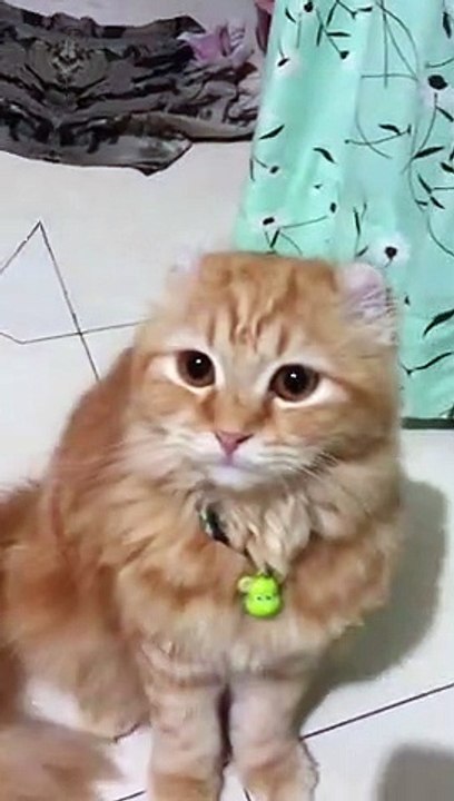 kucing berGoyang