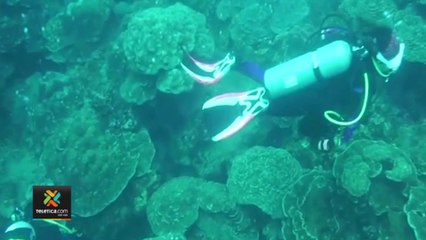 tn7-monitoreo-de-arrecifes-coralinos-190322