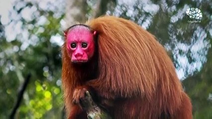 عشوائيات.....أغرب أنواع القردة في العالم