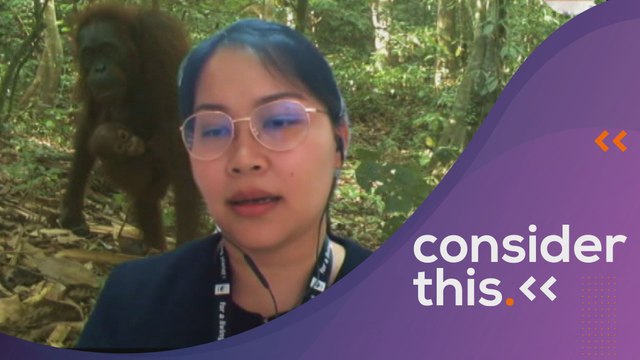 Consider This: Orangutan (Part 1) - Vulnerable Habitats, Vulnerable Species