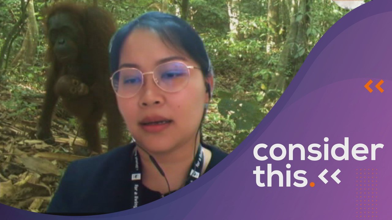 Consider This: Orangutan (Part 1) - Vulnerable Habitats, Vulnerable Species