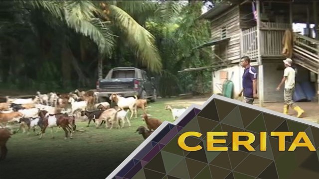 Cerita Sebalik Berita: Kisah pengembala kambing di DUN Slim
