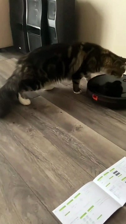 Funny Cat