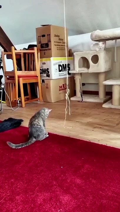 Funny Cat Video
