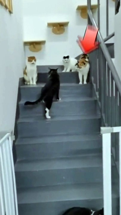 Funny Cats