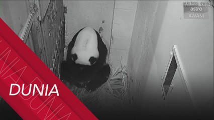 Zoo Nasional Smithsonian terima kelahiran anak panda gergasi