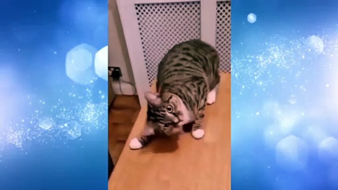 Funny Cat