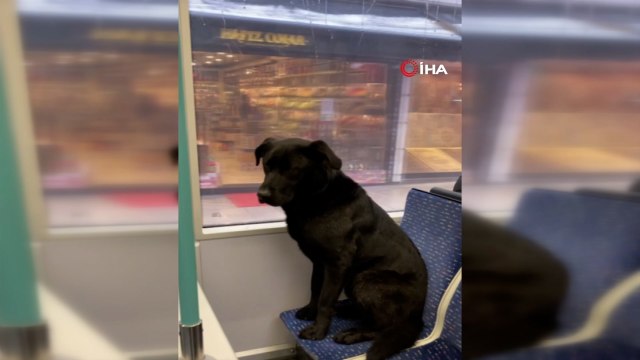 Görüntüler İstanbul’dan... Soğuktan üşüyen köpek tramvaya bindi
