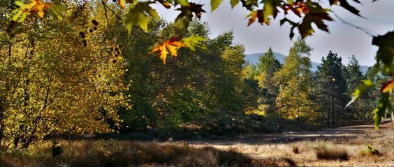 Ahlat Ağacı aka the Wild Pear Tree - Fragman - Official Trailer