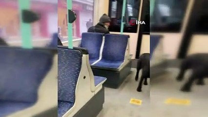 Soğuktan üşüyen köpek soluğu tramvayda aldı