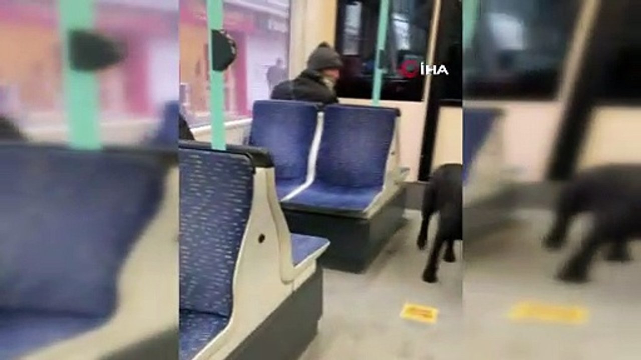 Soğuktan üşüyen köpek soluğu tramvayda aldı