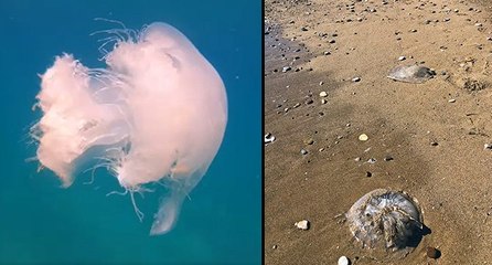Akdeniz sahillerindeki artan denizanaları için uyarı