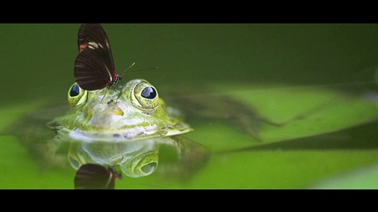 Méditation des GRENOUILLES [ANTHONY DORIAND]