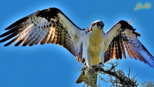 Ưng Biển Loài Chim Săn Sở Hữu Móng Vuốt Sắc Như Dao