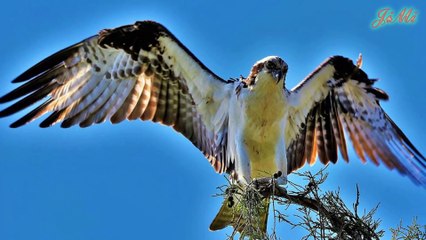 Ưng Biển Loài Chim Săn Sở Hữu Móng Vuốt Sắc Như Dao