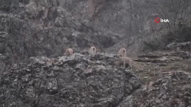 Tunceli'de yaban keçileri ve yiyecek arayan ayı böyle görüntülendi