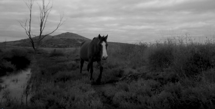Gediz’deki yaban hayatı fotokapan ile kayda alındı