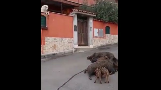 Roma, ancora cinghiali per le strade della capitale: Questa volta allattano i cuccioli , il video denuncia