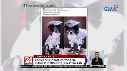 Asong sinuotan ng toga sa isang photoshoot, kinatuwaan | 24 Oras
