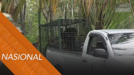 Seekor lagi beruang matahari ditangkap