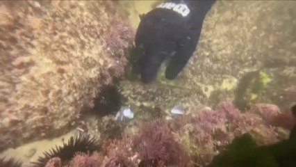 Download Video: Los microplásticos de la basura arrojada al mar ponen en jaque a los océanos