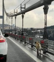 KÖPRÜDEN GEÇEN SOKAK KÖPEĞİNE GÜVENLİK KONVOYU