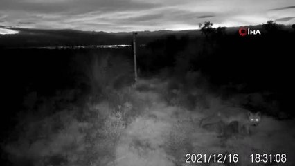 Gediz'deki yaban hayatına fotokapanlı kayıt