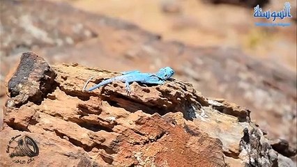 سحلية بألوان براقة في صحراء الاردن تثير الدهشة
