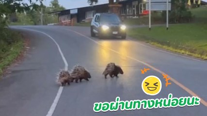 น่ารัก ! ครอบครัวต้าวเม่น กำลังพากันข้ามถนน นุดใจดีหยุดรถให้ข้าม