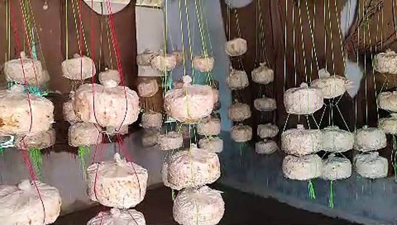 कम लागत में एक कमरे में उगा दिया मशरूम