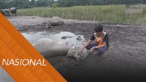 'Mowgli Malaysia' sedih 35 ekor kerbaunya mati