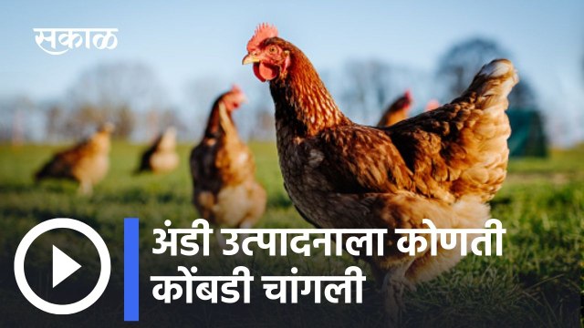 Best Egg Laying Chicken Hen | या कोंबडीच्या जातीपासून मिळते सर्वात जास्त अंडी उत्पादन |
