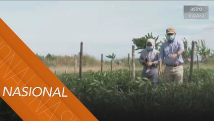 Petani di Sabah disaran guna kaedah 'smart farming'