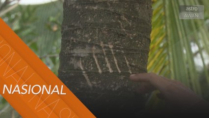 Penduduk bimbang kehadiran 2 ekor beruang