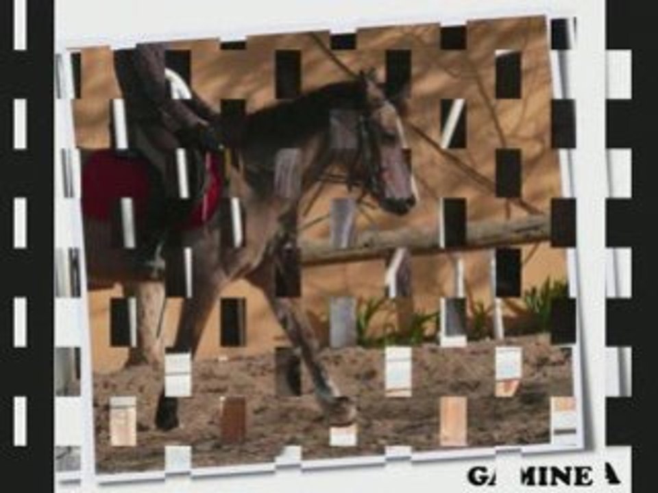 Poneys