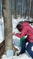 Hipster Guide to Tapping Maple Trees