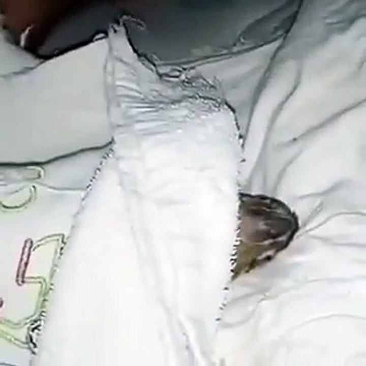Un loro duerme en la cama de sus dueños y se queja cuando lo destapan