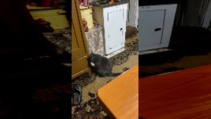 Headphone Stealing Cat Hangs Head in Shame