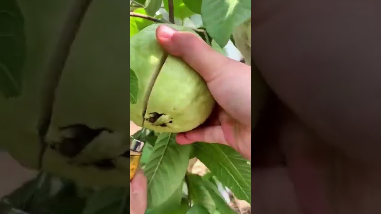 fruit